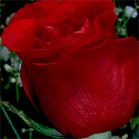 fleur