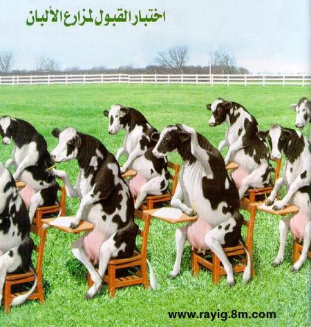 ljihaoui