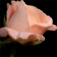 trés bon fleur